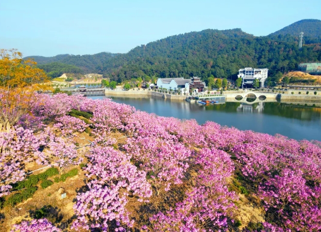 鴻業(yè)集團鴻園花海歡迎您！